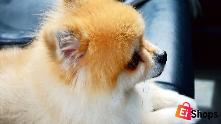 Furry dog car seats your pooch will love