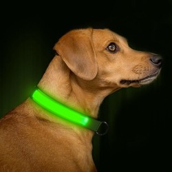 Glow LED Light | Dog Collar L Free Shipping