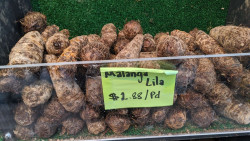 Fresh Malanga Lila Sold By The Pound