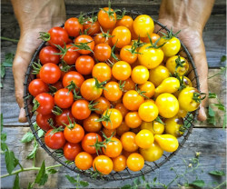 Pickled Green (and Red) Tomatoes sold by pound