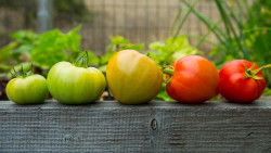Pickled Green (and Red) Tomatoes sold by pound