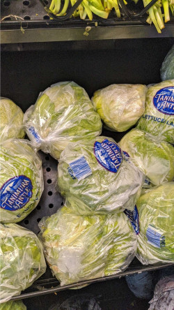 Tanimura & Antle Iceberg Lettuce